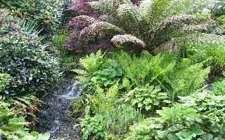 gardening with ferns shady plants plants for shade